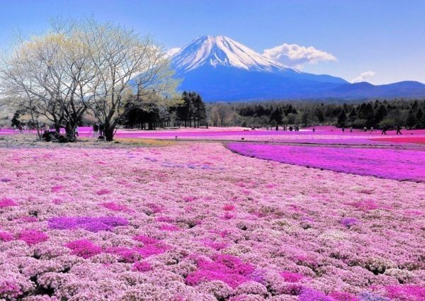 富士芝桜 富士山 本栖湖 富士芝桜まつり さくら 絵画風 壁紙ポスター 特大 A1版 830×585mm はがせるシール式 041A1の画像1