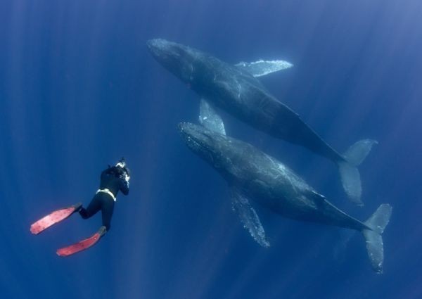 ヤフオク ダイビング クジラ ダイバー 絵画風 新素材壁紙