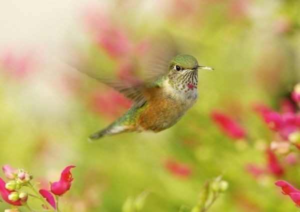 ハチドリ 蜂鳥 世界最小の鳥 ハミングバード 鳥 絵画風 壁紙ポスター 特大A1版 830×585mm（はがせるシール式）001A1_画像1