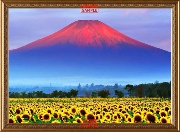  red Fuji morning burning. Mt Fuji . Mukou . field sunflower [ picture frame printing ] picture manner wallpaper poster extra-large 796×585mm( is ... seal type )033SGB1