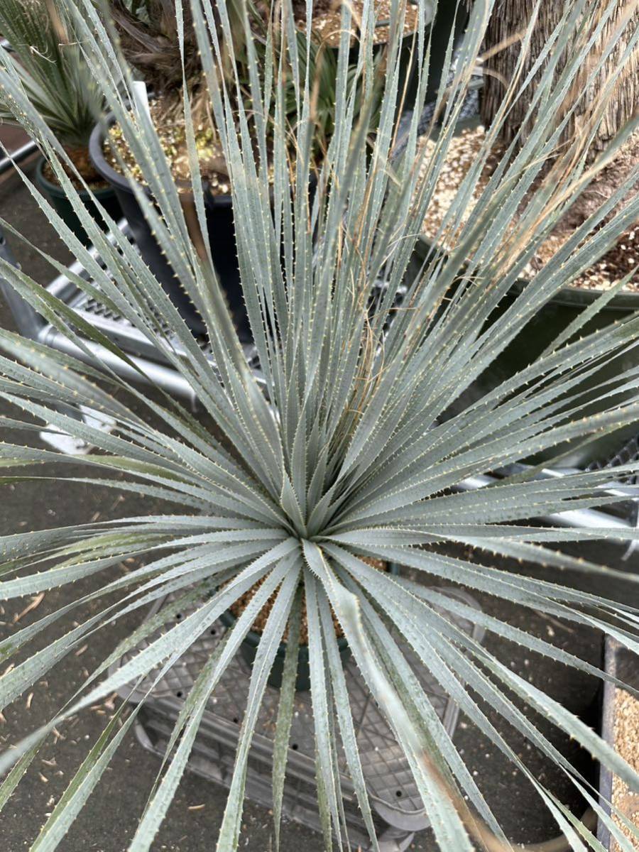 Dasylirion Glaucophyllum ダシリリオン グラウコフィラム 輸入 Dasylirion Glaucophyllum ダシリリオン グラウコフィラム 輸入