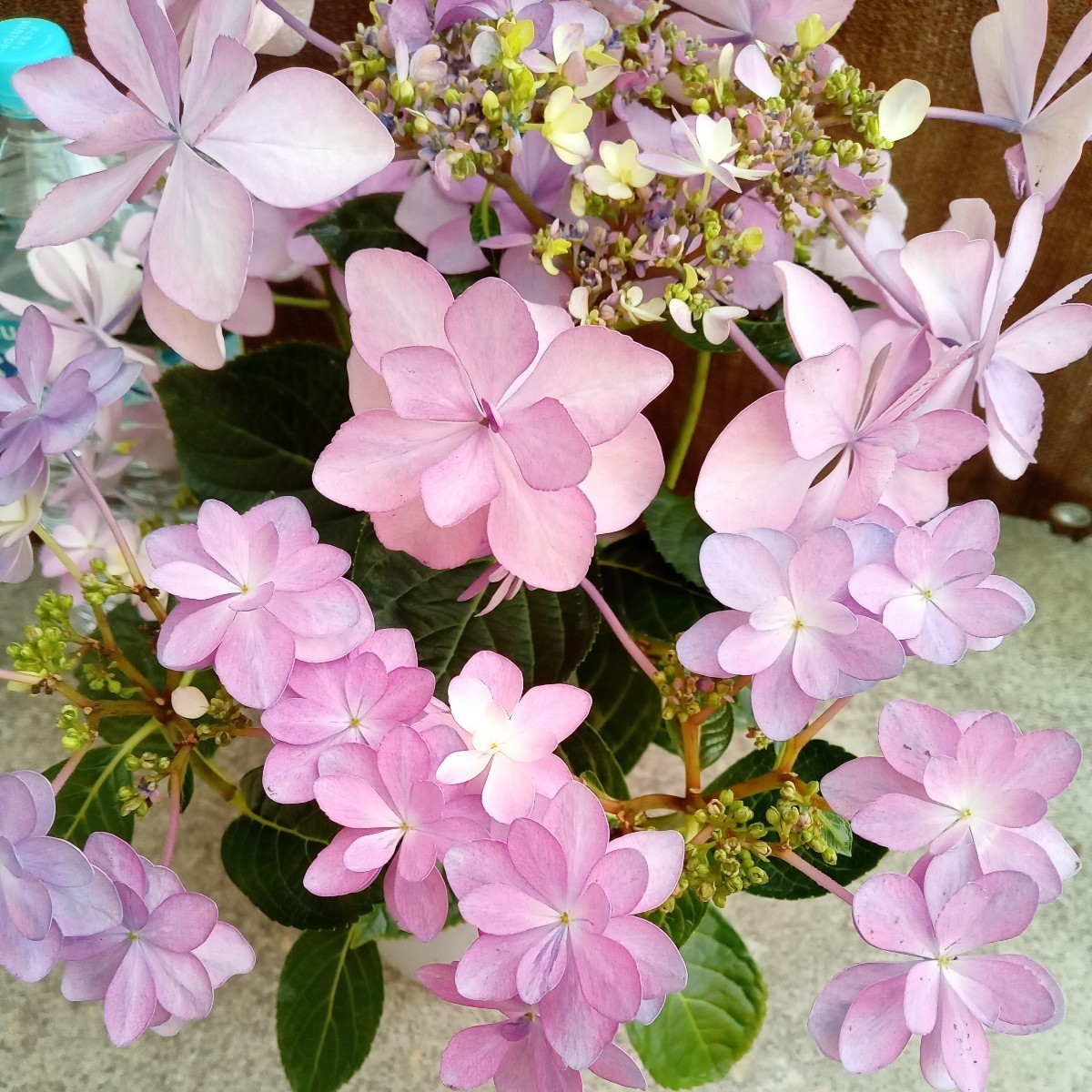紫陽花「ダンスパーティー」画像の品 ピンク 花はカット | JChereYahoo