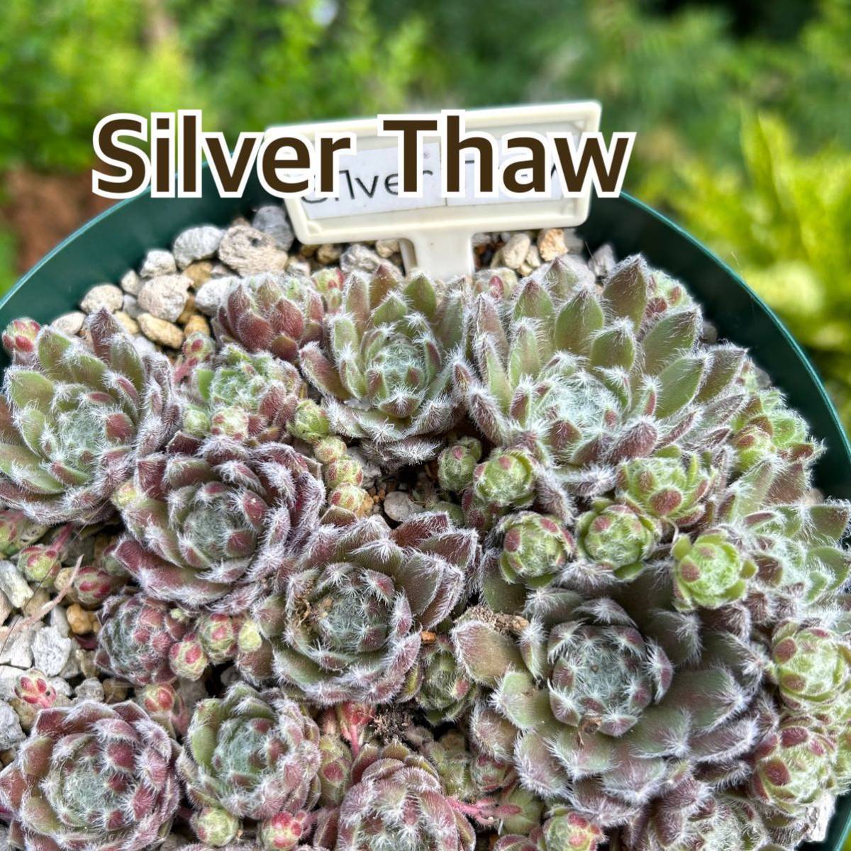 Silver Thaw】4.センペルビウム 多肉植物 | gazebogroup.ae