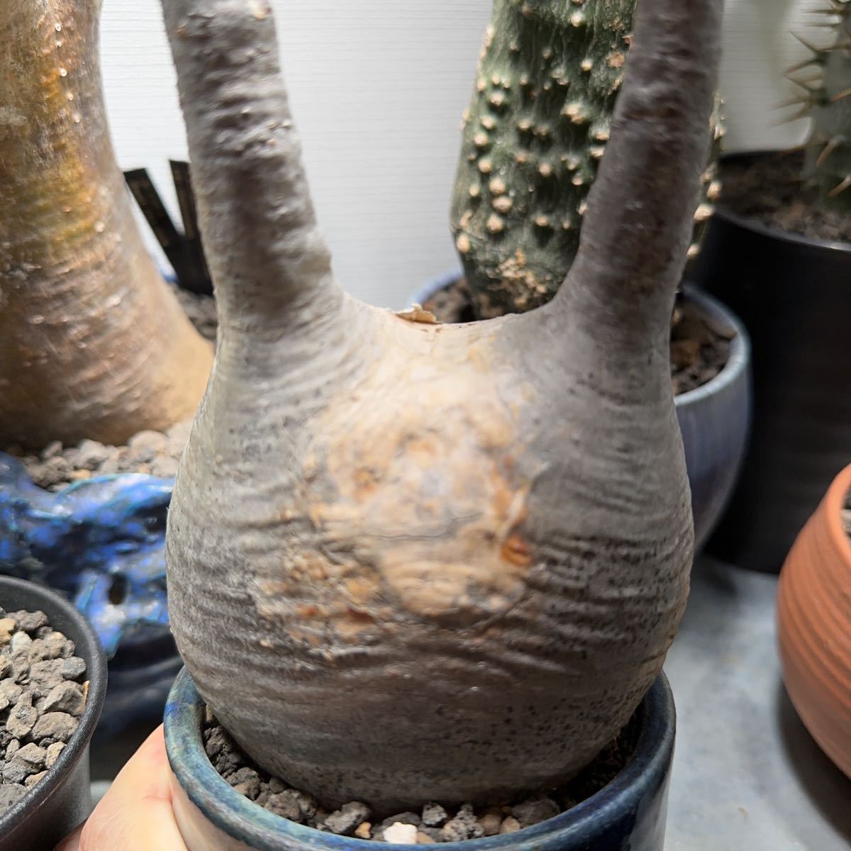 パキポディウムグラキリス 塊根植物 作家鉢 コーデックス トトロ | www