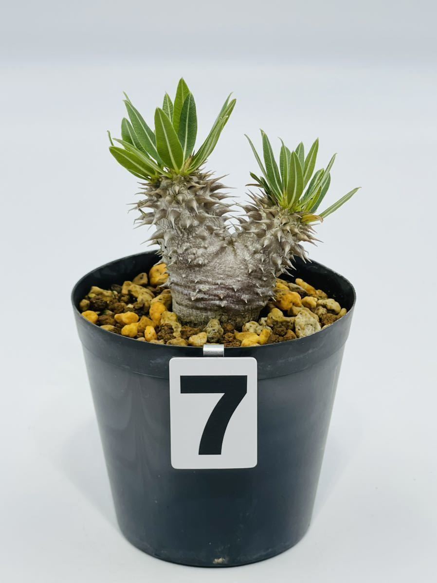 7. Pachypodium horombense パキポディウム ホロンベンセ 実生株 おき