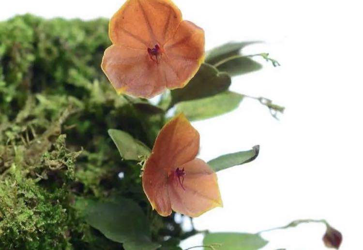 Lepanthes telipogoniflora レパンテス　原種洋蘭パルダ　希少　レア　エクアドル