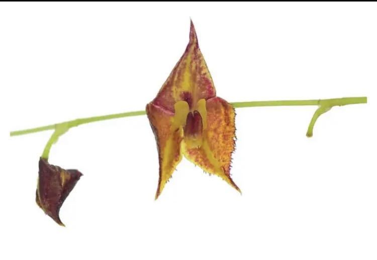 Lepanthes thysanota レパンテス 原種小型洋蘭エクアドル Lepanthes thysanota レパンテス 原種小型洋蘭エクアドル