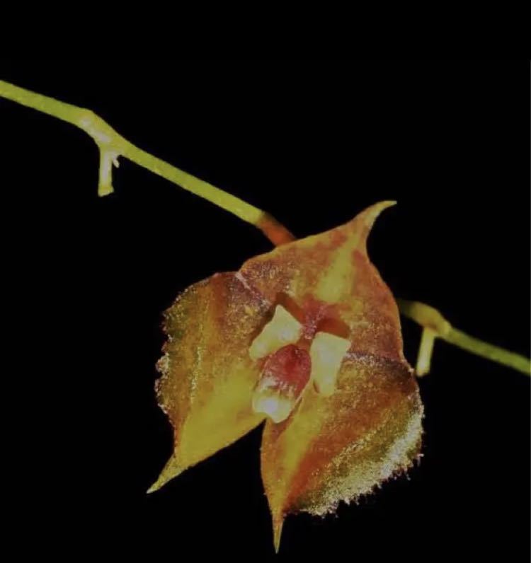 Lepanthes thysanota レパンテス 原種小型洋蘭エクアドル Lepanthes thysanota レパンテス 原種小型洋蘭エクアドル