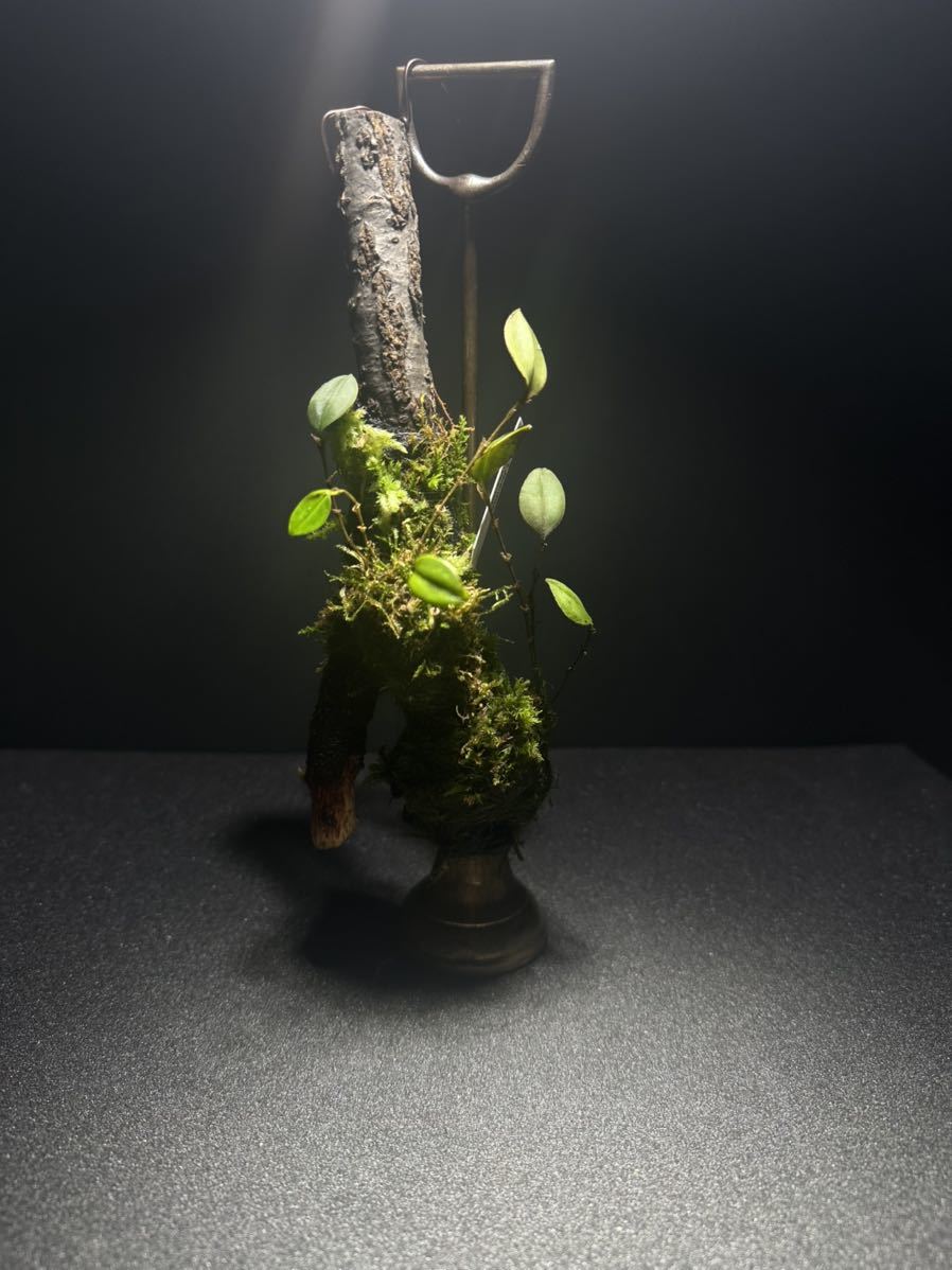 Lepanthes thysanota レパンテス 原種小型洋蘭エクアドル Lepanthes thysanota レパンテス 原種小型洋蘭エクアドル