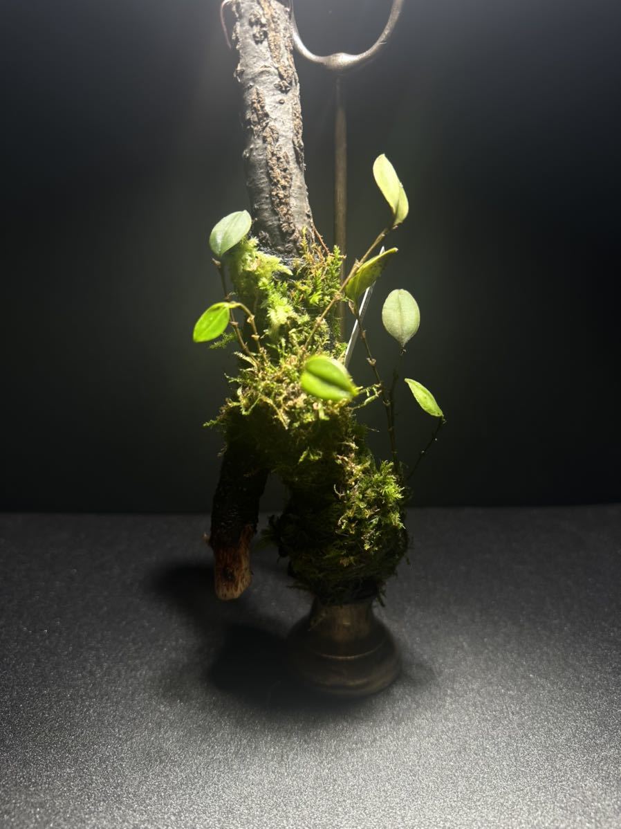 Lepanthes thysanota レパンテス 原種小型洋蘭エクアドル Lepanthes thysanota レパンテス 原種小型洋蘭エクアドル