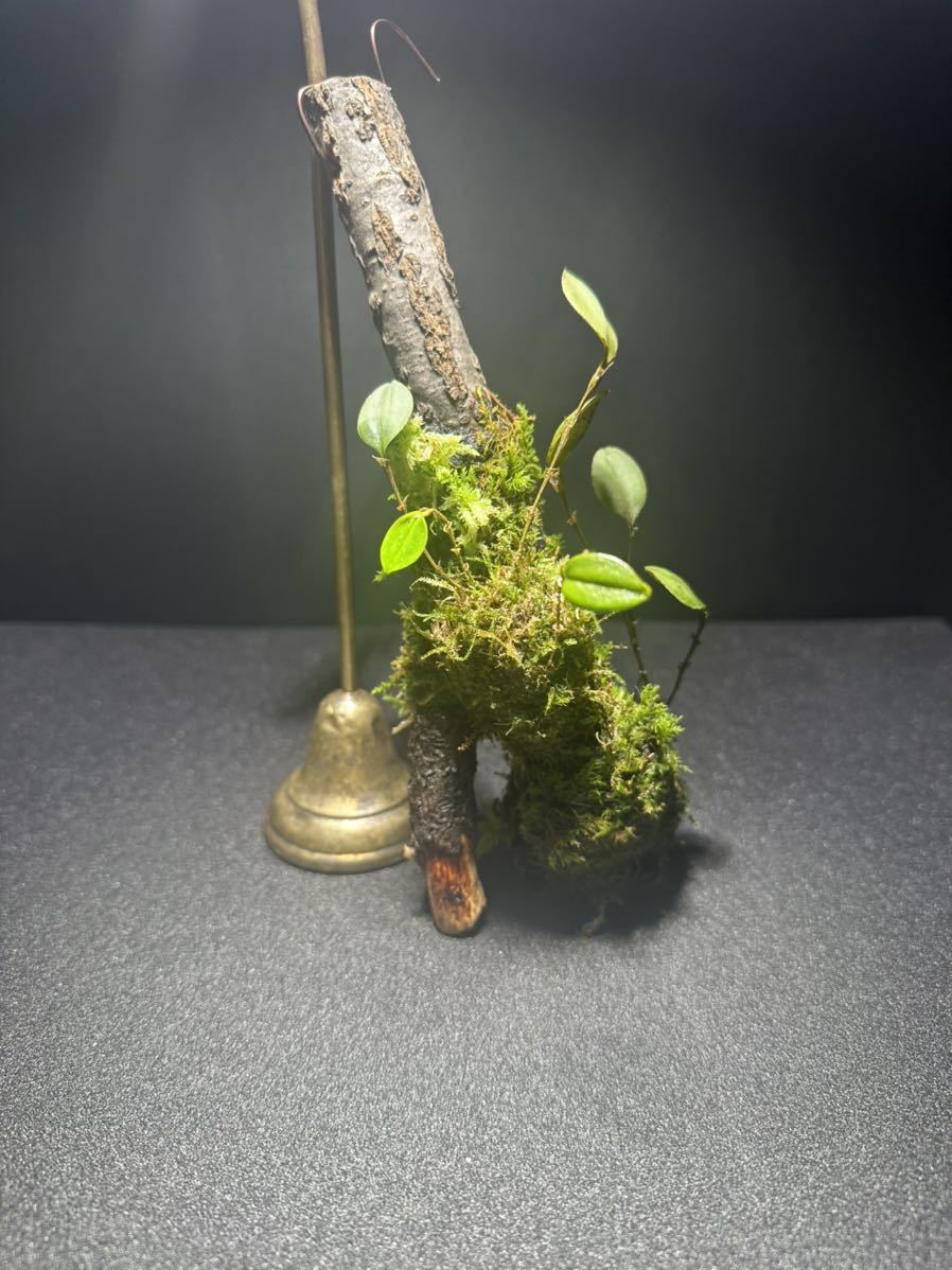 Lepanthes thysanota レパンテス 原種小型洋蘭エクアドル Lepanthes thysanota レパンテス 原種小型洋蘭エクアドル