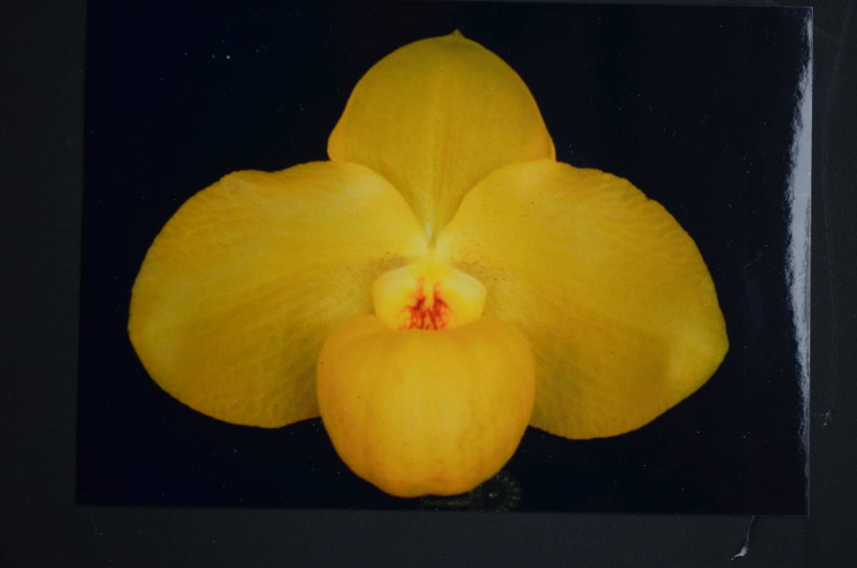 No.1335 洋蘭 パフィオ Paph.Wossner China Moon - coopetranstrujillo.com