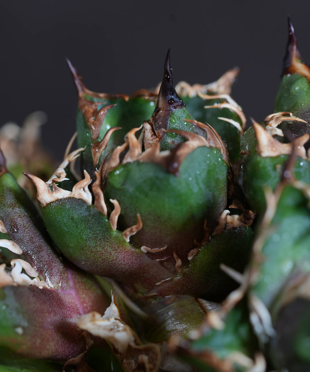 AGAVE TITANOTA OSP産レッドキャットウィーズル】極上子株葉っぱの伸び