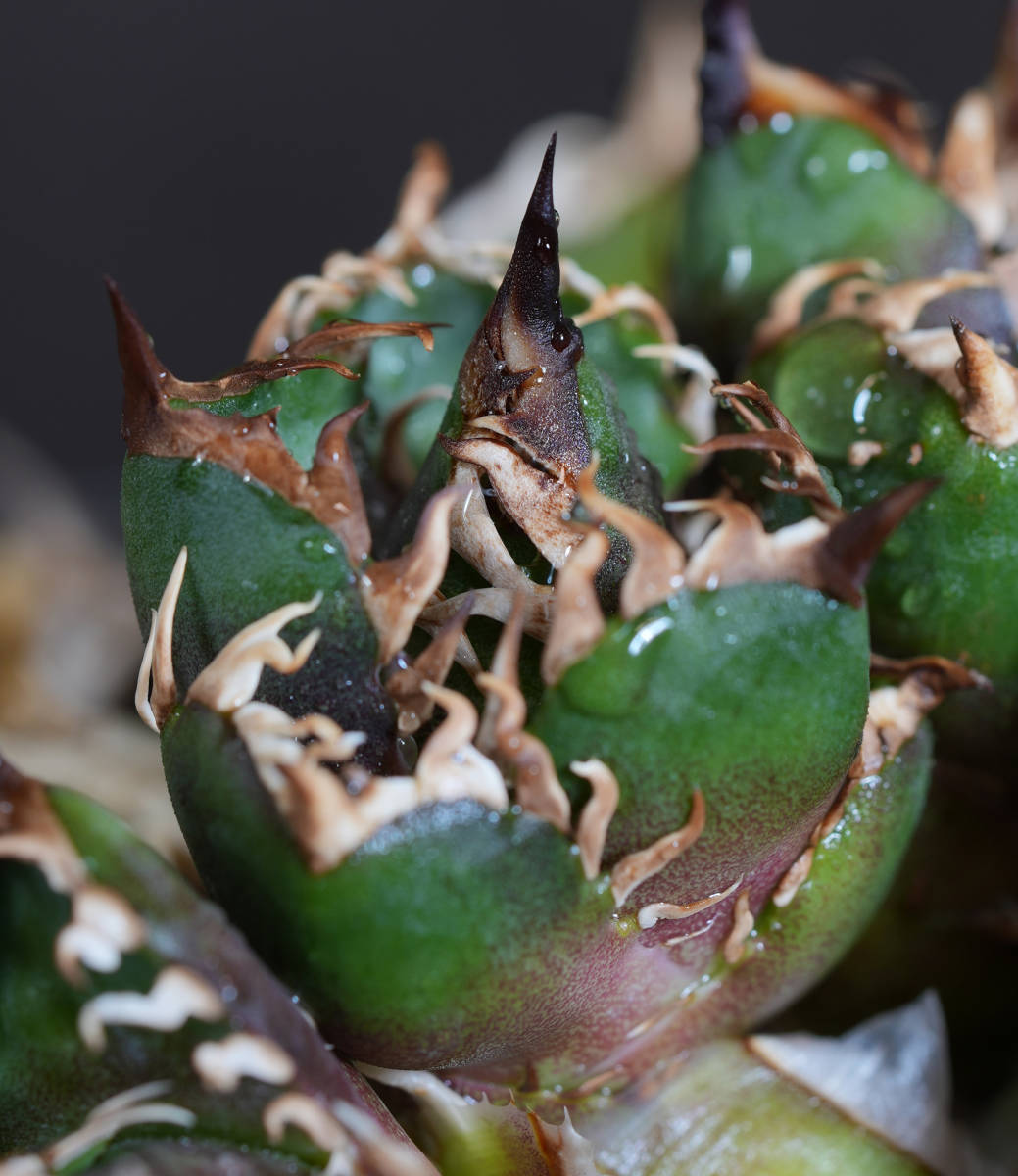 AGAVE TITANOTA OSP産レッドキャットウィーズル】極上子株葉っぱの伸び