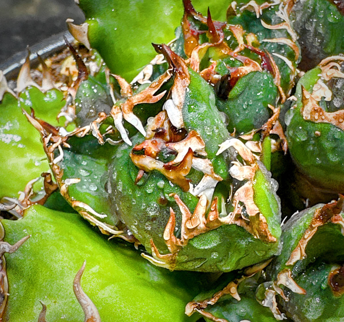 AGAVE TITANOTA OSP産レッドキャットウィーズル】極上子株葉っぱの伸び