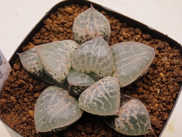 □コンコレ錦実生 実生 未繁殖 【多肉植物 Haworthia ハオルチア