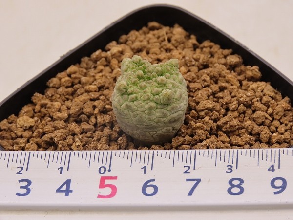 □cubiformis クビフォルミス 実生苗 【多肉植物 Pseudolithos