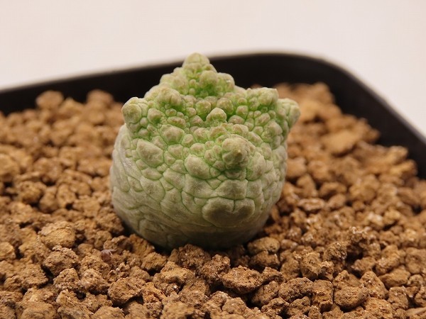 □cubiformis クビフォルミス 実生苗 【多肉植物 Pseudolithos