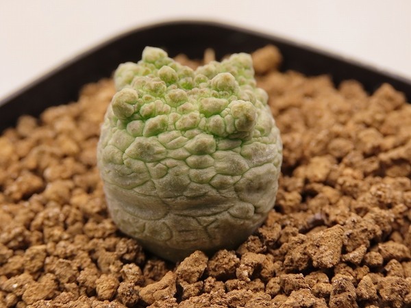 □cubiformis クビフォルミス 実生苗 【多肉植物 Pseudolithos