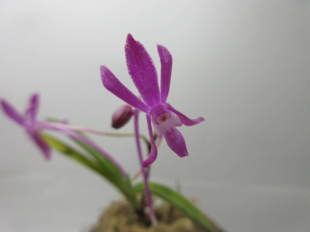 7 富貴蘭超濃紫紅花花つき1本立ち「山野草」 - JChere雅虎拍卖代购