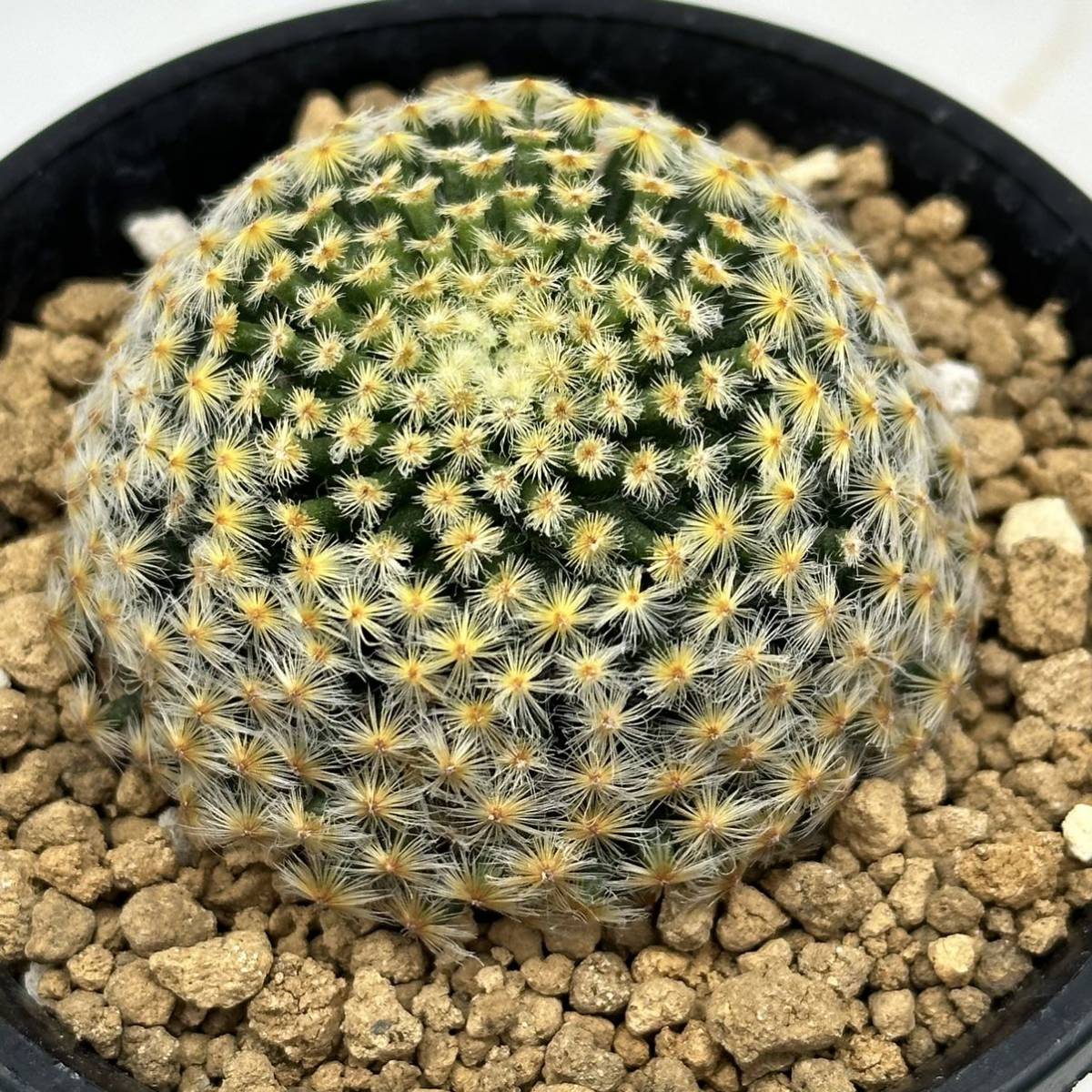 ◇マミラリア 明星◇サボテン・多肉植物 ◇CACTI7◇574 | anjale.lk