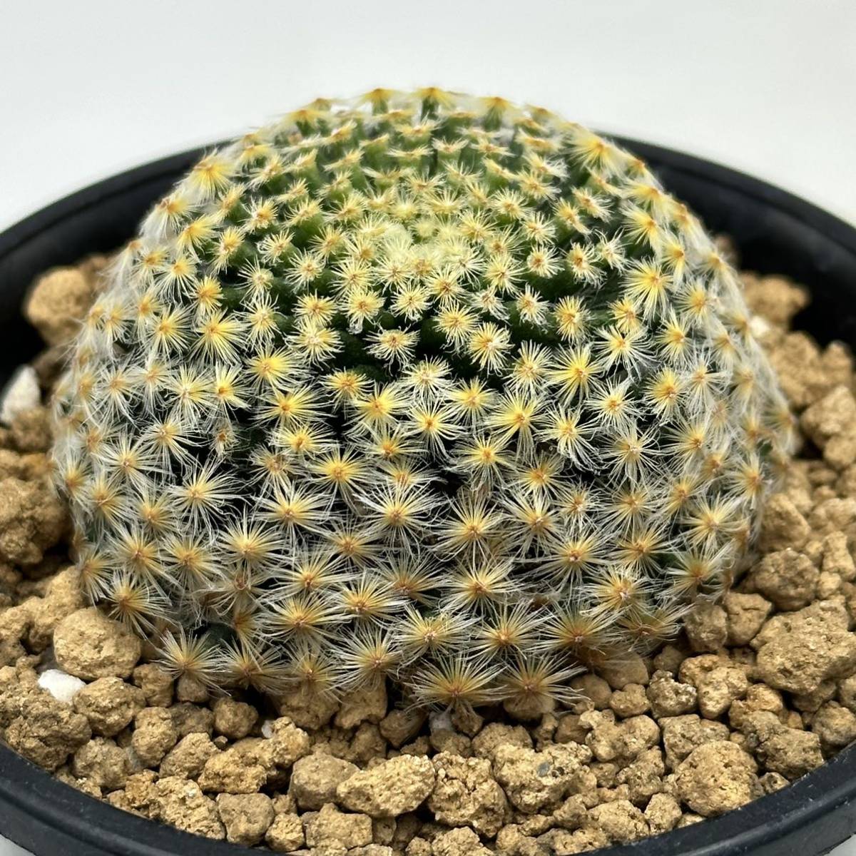◇マミラリア 明星◇サボテン・多肉植物 ◇CACTI7◇574