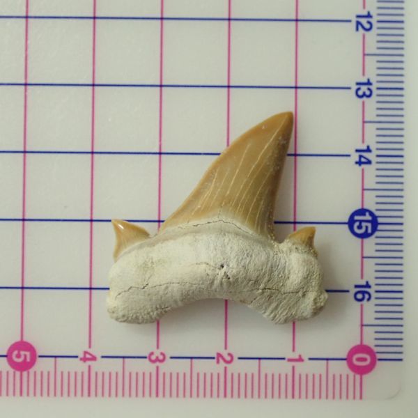 サメの歯の化石 6.7g サイズ約30mm×30mm×11mm モロッコ産 DTS214 化石 パワーストーン 鮫 オトダス オブリークス_画像7