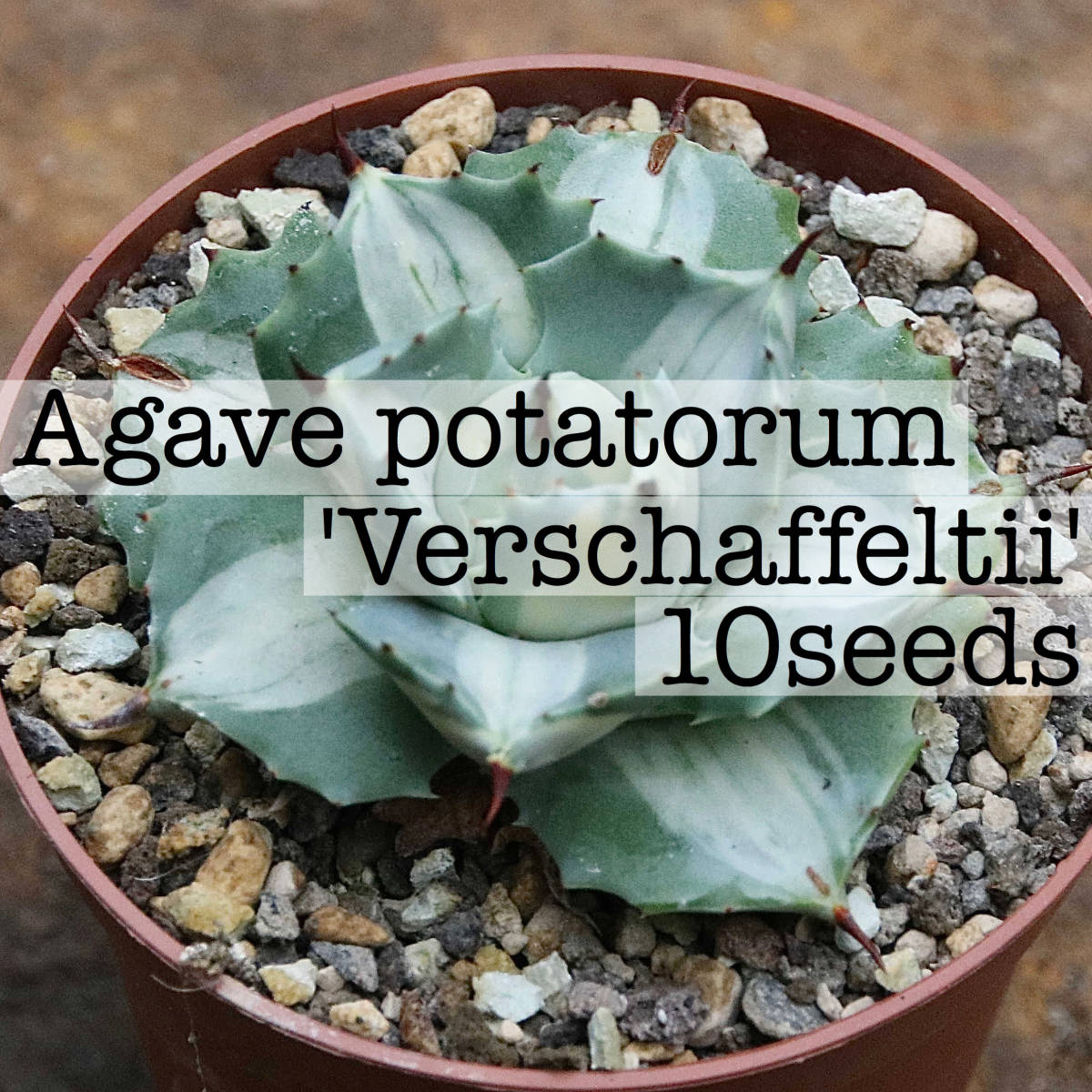Agave potatorum 'Verschaffeltii' アガベ ポタトラム ベルシャフェルティ 種子10粒 JChere雅虎拍卖代购