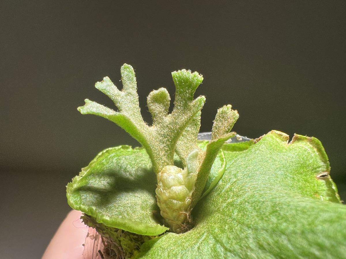 P.ridleyii dwarf silvery spore ビカクシダ リドレイ ドワーフ 胞子培養苗の画像3