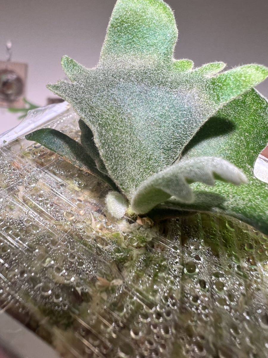 P.Willinckii Jade Girl Spore ビカクシダ ウィリンキージェイドガール