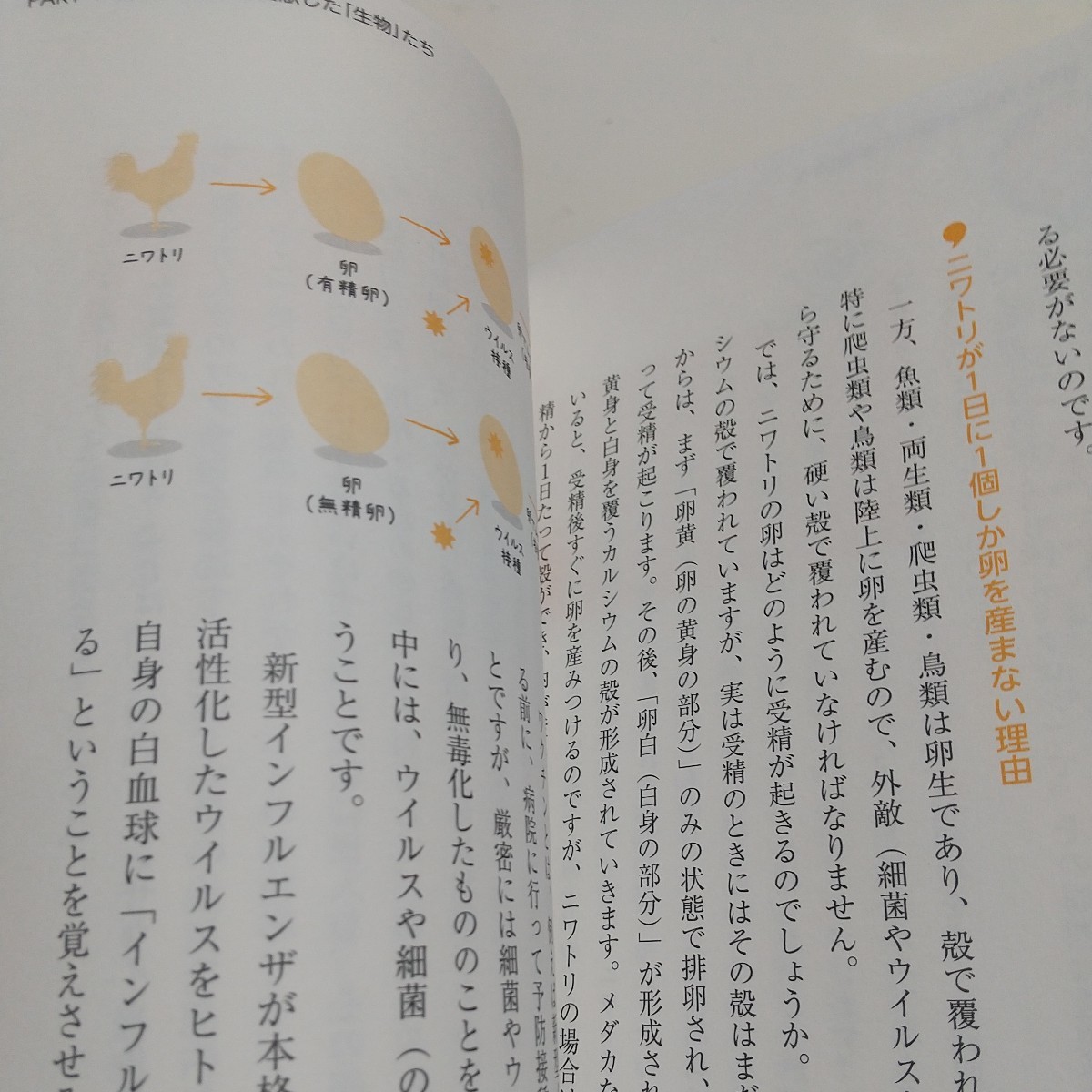 ぼくらは「生物学」のおかげで生きている （素晴らしきサイエンス　ＢＩＯＬＯＧＹ） 金子康子／著　日比野拓／著 中古 01001F011