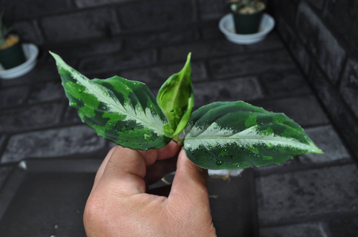 ☆BEGO-SELECT☆アグラオネマ 夢観極彩 千眼葉☆Aglaonema pictum 夢観