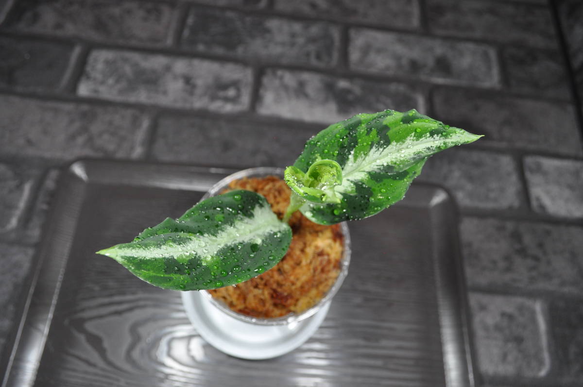 ☆BEGO-SELECT☆アグラオネマ 夢観極彩 千眼葉☆Aglaonema pictum 夢観