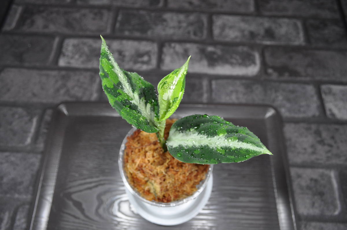 ☆BEGO-SELECT☆アグラオネマ 夢観極彩 千眼葉☆Aglaonema pictum 夢観