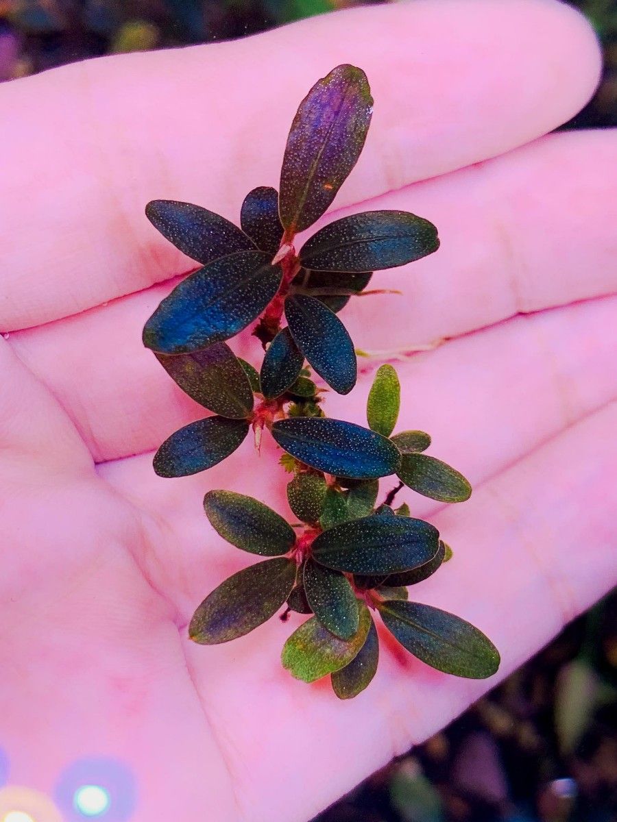 ブセファランドラ sp. レッドファントムbucephalandra red phantom 水草 完全水中葉