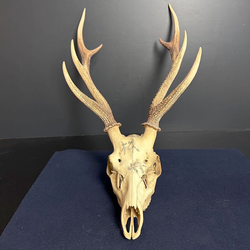 [CT529] deer angle head cover on the bone handcraft material hunting Trophy sword .. wall decoration interior display objet d'art specimen 