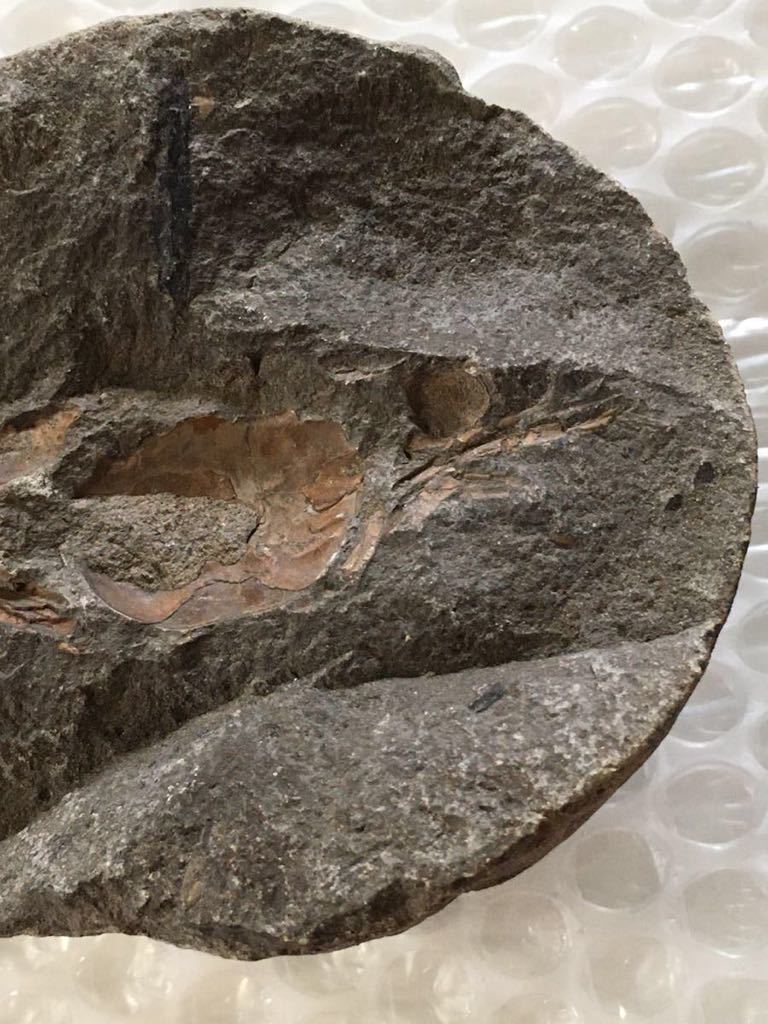 古い石 約849g 詳細不明 検索) 化石 ? カニ ? エビ ? 古代生物 ? 希少