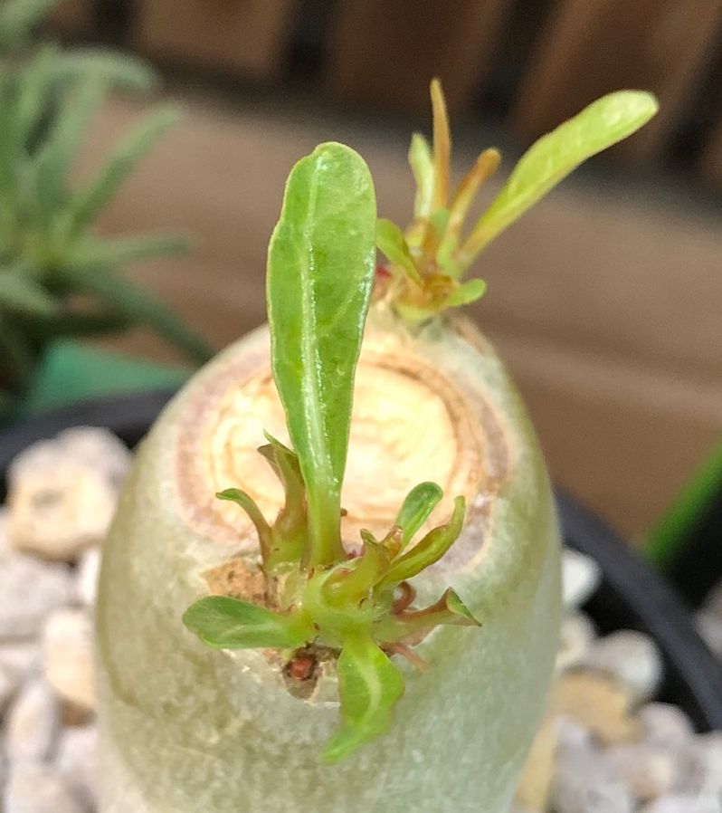 アデニウム ソマレンセ 実生 Adenium somalense コーデックス 塊根植物