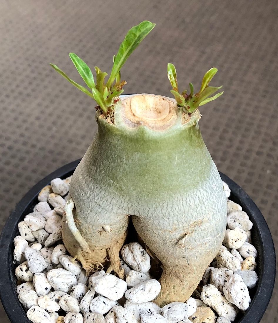 アデニウム ソマレンセ 実生 Adenium somalense コーデックス 塊根植物