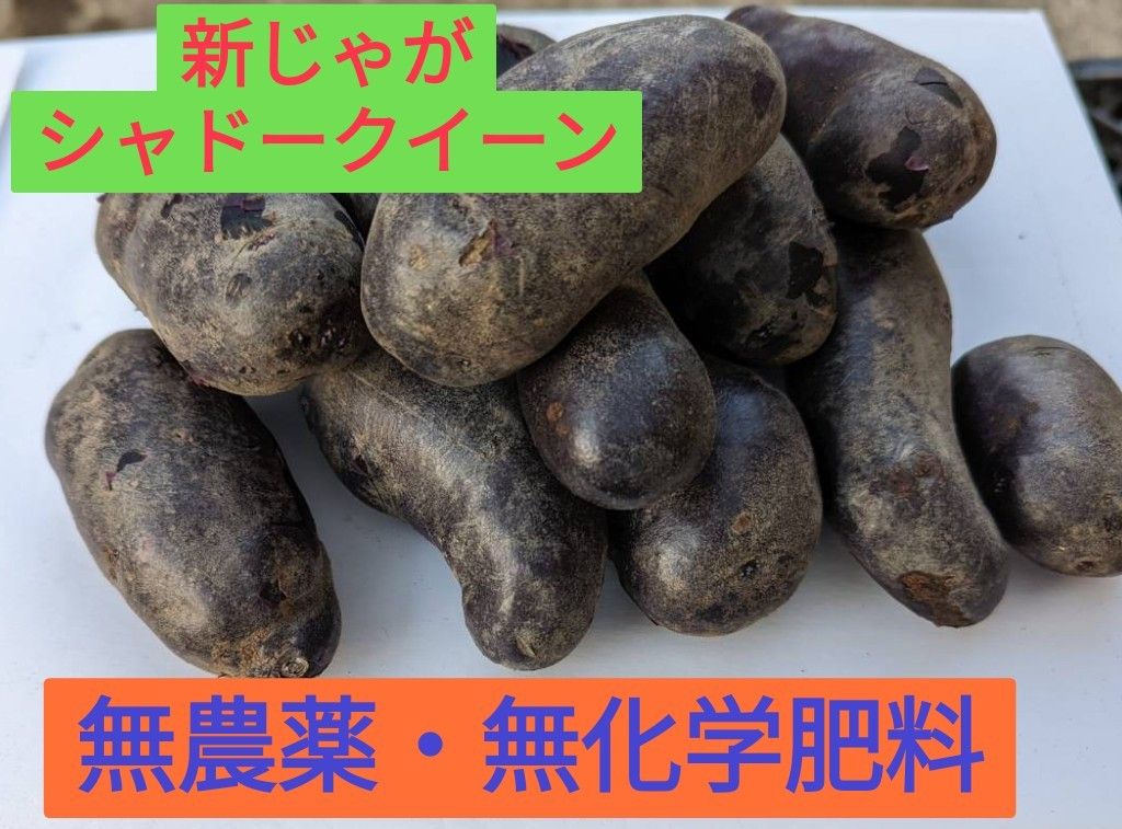 オープニング大放出セール 新じゃが 5キロ シャドークイーン 紫芋 無
