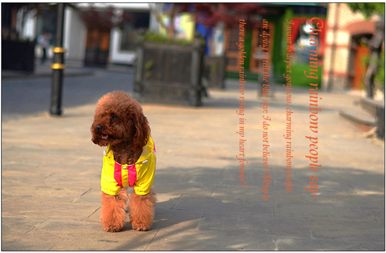 犬の服 犬服　レインコート　大人気 ドッグウェア ペット用品_画像3