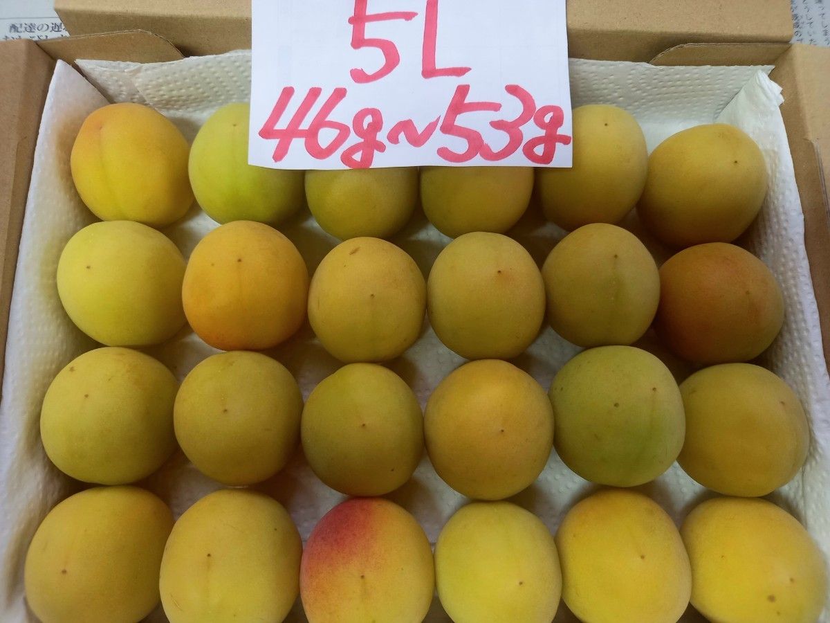 おすすめ旬の南高梅!【鹿児島産】南高梅 5Lサイズ 訳あり 24個入り