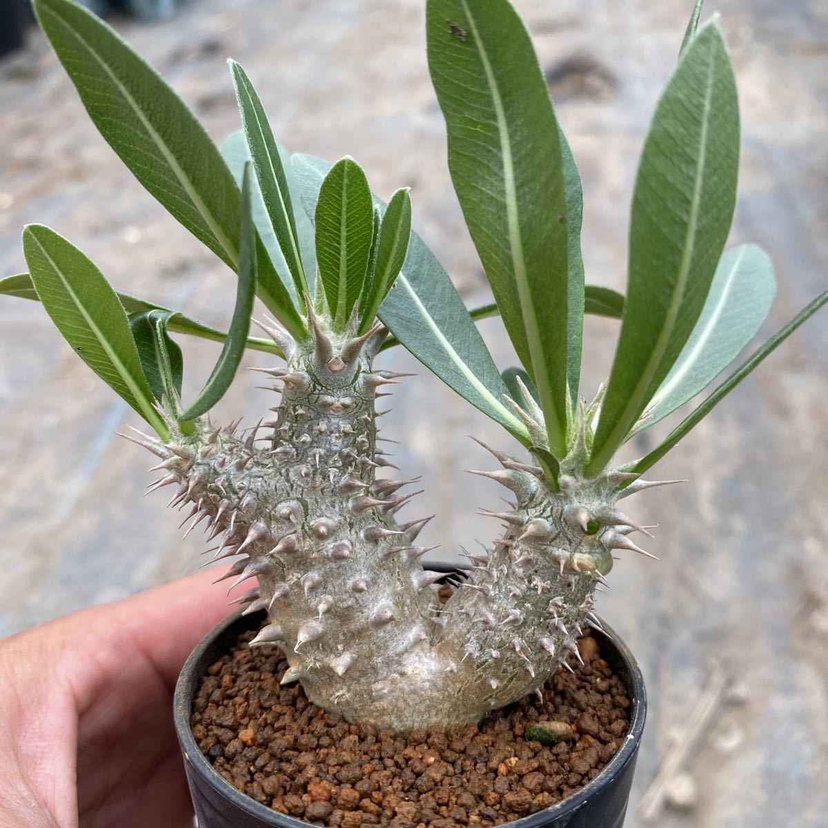 ① パキポディウム ホロンベンセ 【Pachypodium horombense】実生