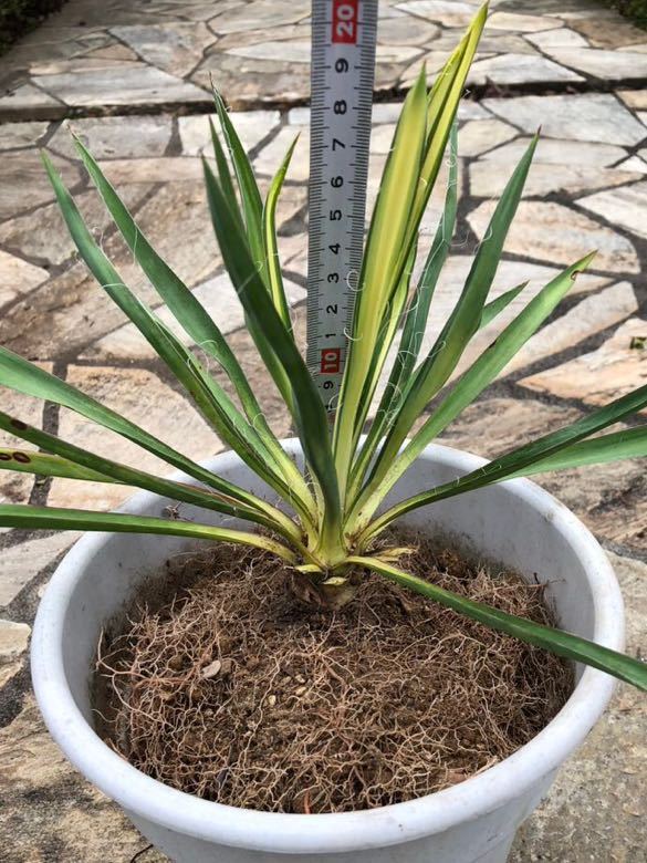 Yucca ユッカ フィラメントーサ カラーガード 斑入り植物 | fser.cl
