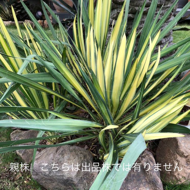 Yucca ユッカ フィラメントーサ カラーガード 斑入り植物 | fser.cl