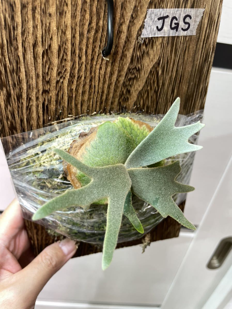 P.willinckii 'Jade Girl' spore 少し大きめ【dorabon0115