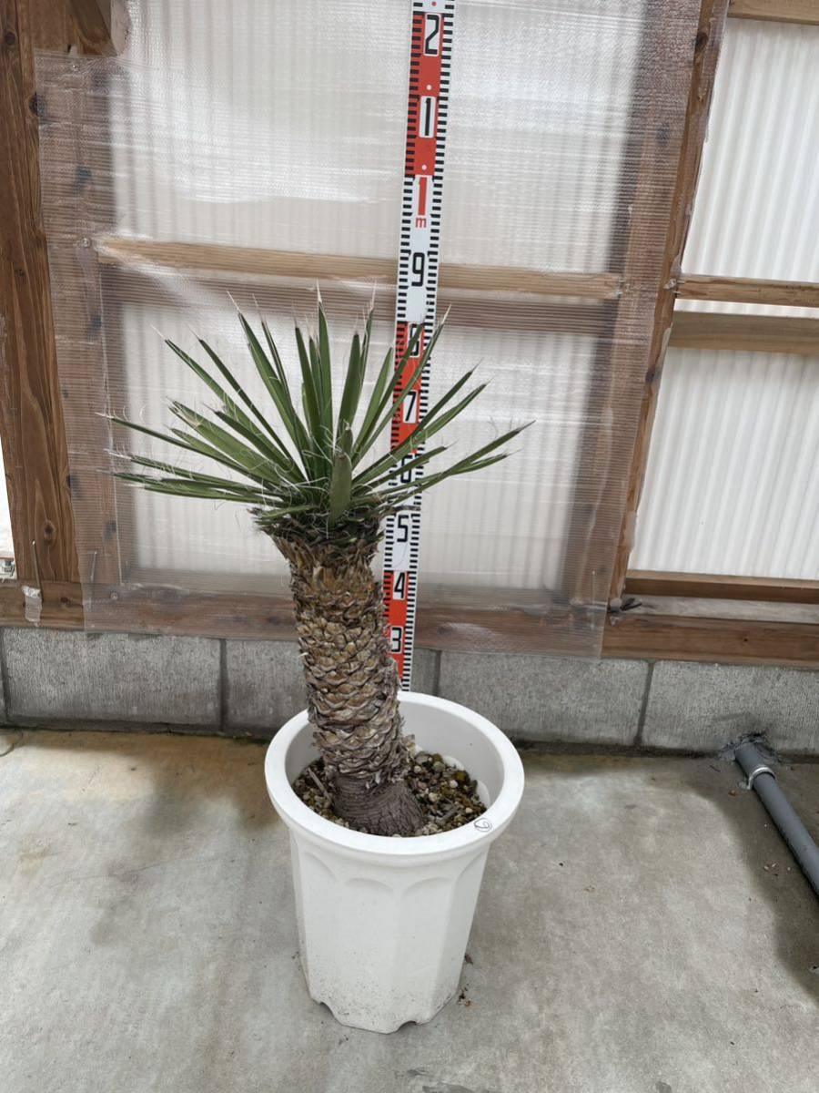 送料込】フィリフェラ 6-