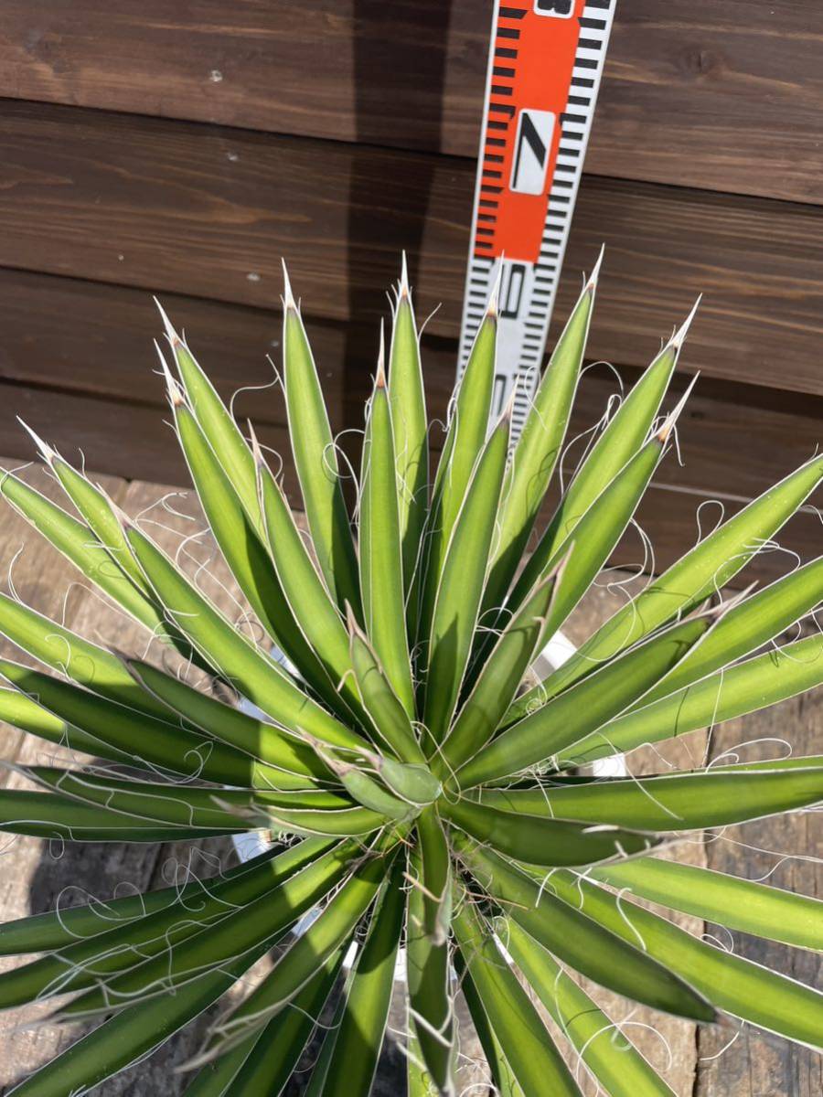 11 ユッカ フィリフェラ 発根済 送料込 メキシコ産 地植えok 11 ユッカ フィリフェラ 発根済 送料込 メキシコ産 地植えok
