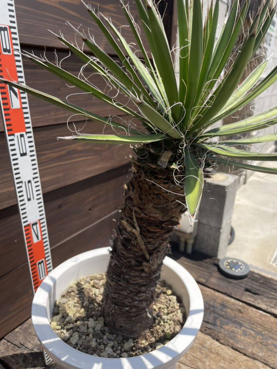 11 ユッカ フィリフェラ 発根済 送料込 メキシコ産 地植えok 11 ユッカ フィリフェラ 発根済 送料込 メキシコ産 地植えok