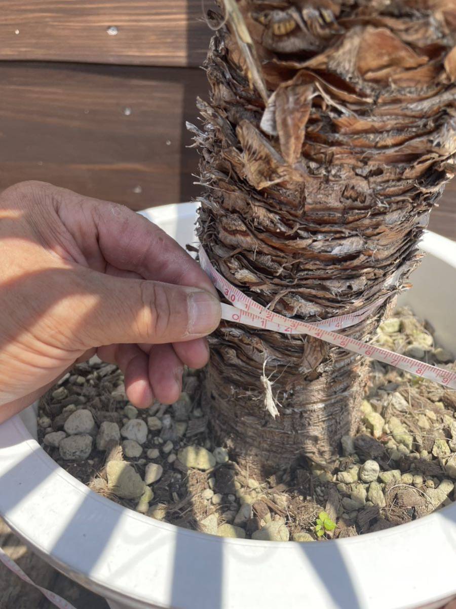 11 ユッカ フィリフェラ 発根済 送料込 メキシコ産 地植えok 11 ユッカ フィリフェラ 発根済 送料込 メキシコ産 地植えok